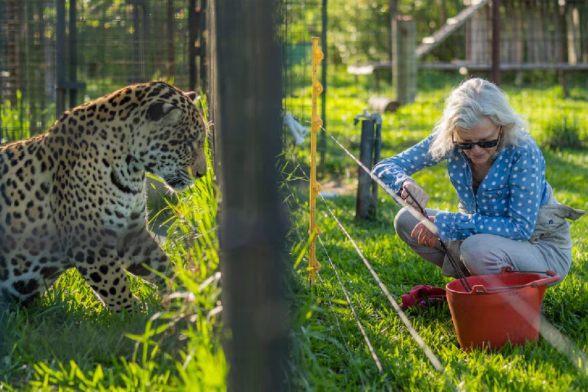 Jaguar rescatado en Paraguay. (Sebastián Navajas)