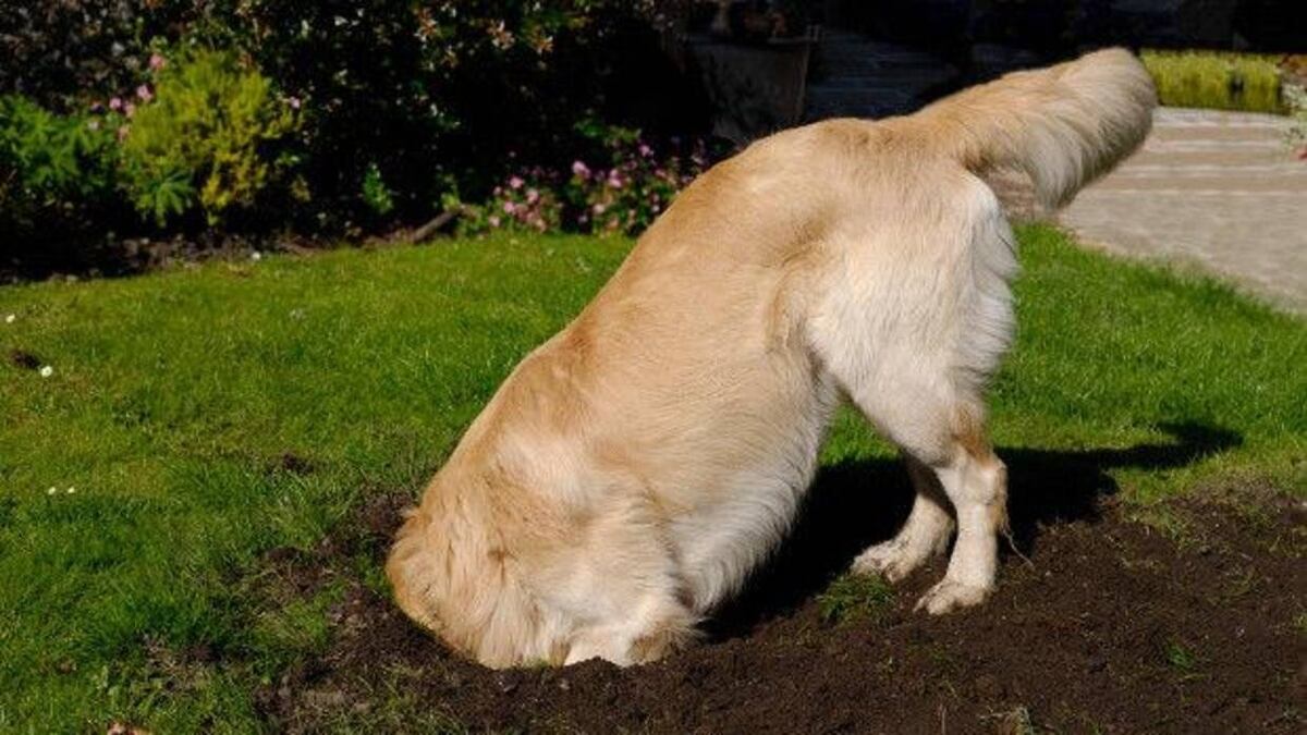 ¿Por qué mi perro cava pozos en el patio? La ciencia explica cómo manejar el exceso de energía y el estrés canino