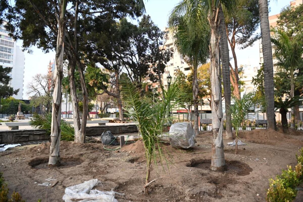 Así avanzan los trabajos de remodelación de la Plaza Colón. La Municipalidad dio a conocer nuevas imágenes de este martes y la colocación de unos 40 árboles de gran porte. (Municipalidad de Córdoba)