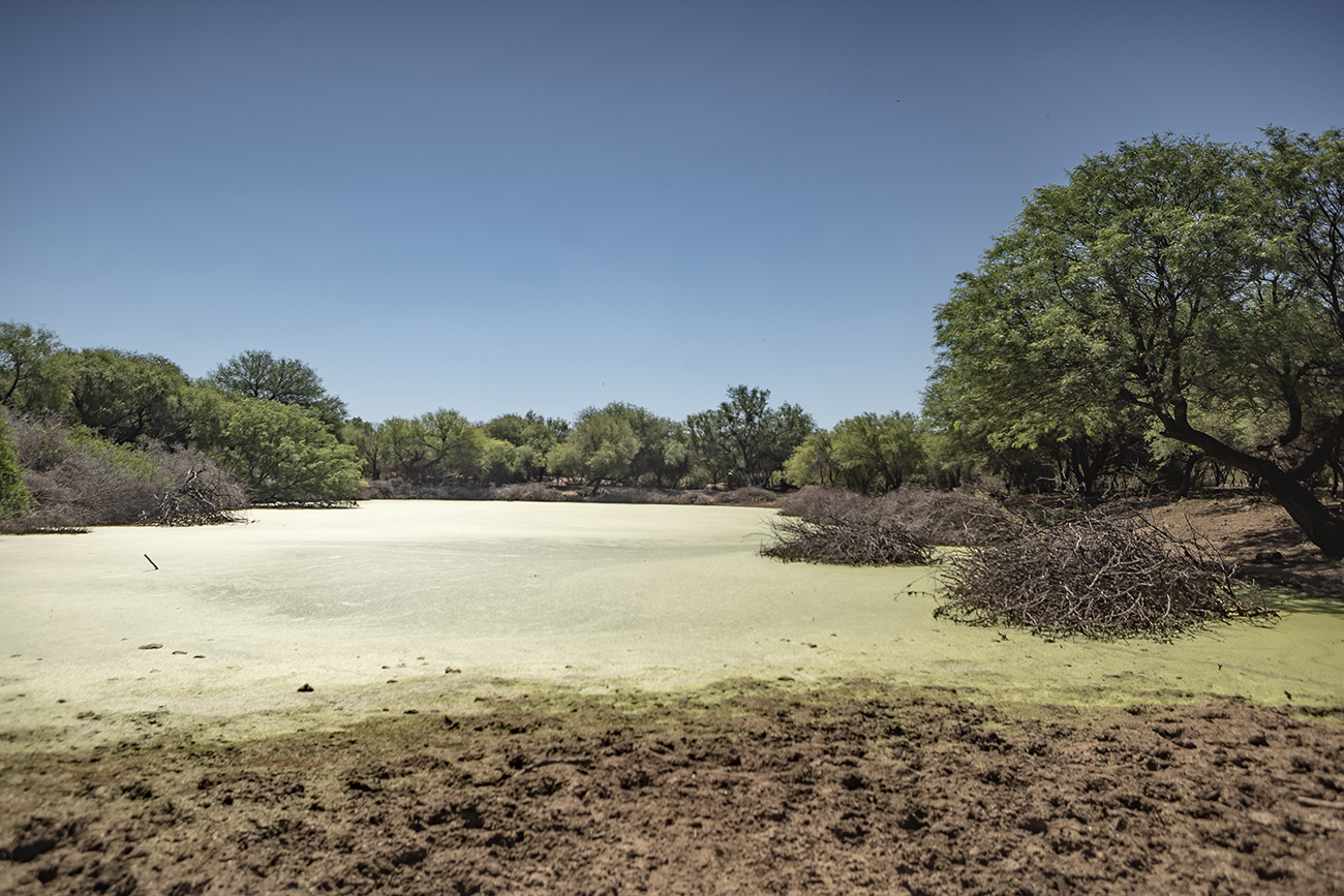 Especies como el orco quebracho son característicos del parque. (Gentileza Aves Argentinas)