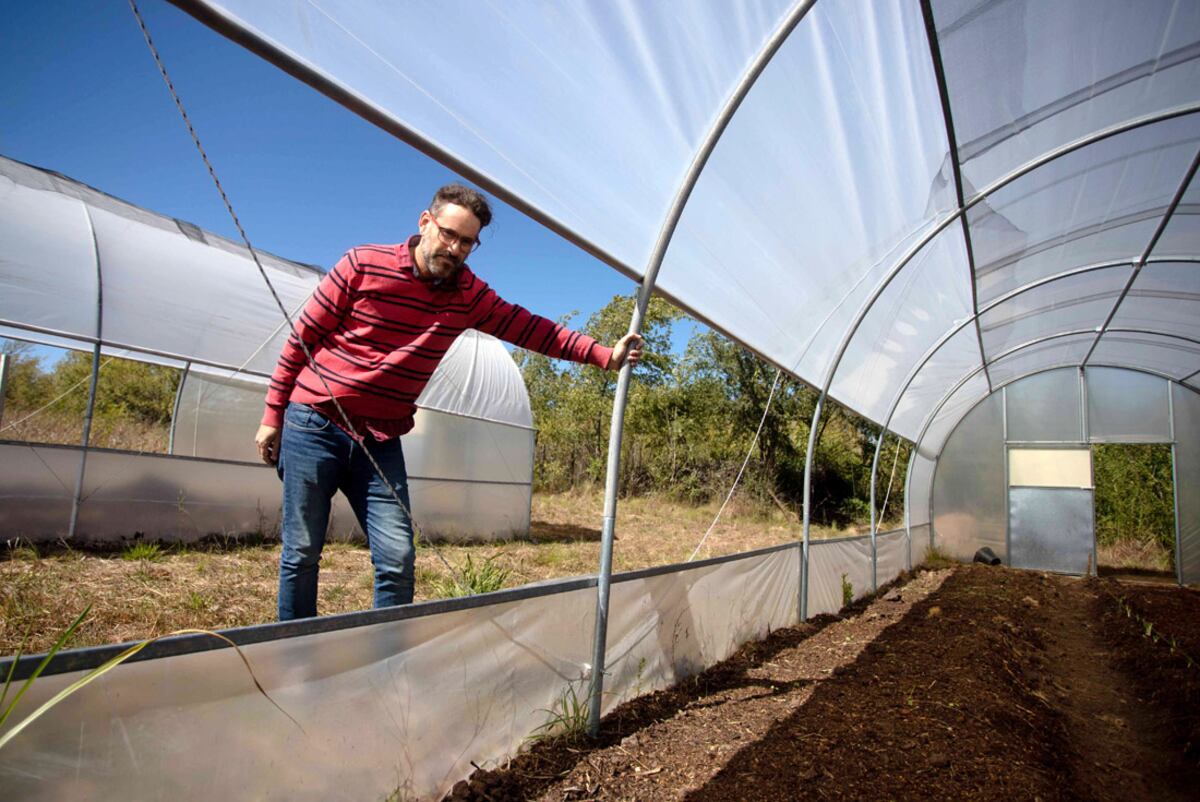 El intendente de Villa Ciudad Parque Los Reartes, Pablo Riveros, en un invernadero. Obtuvo el aval del Ministerio de Salud de la Nación para cultivar cannabis "pública". (Nelson Torres / La Voz)