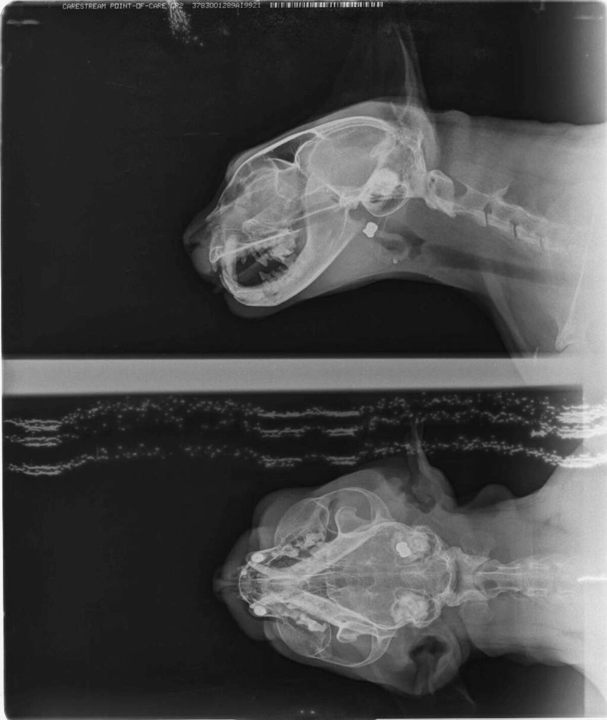 El balín ingresó por el ojo del animal, lo que provocó una gran lesión que casi le cuesta la vida.