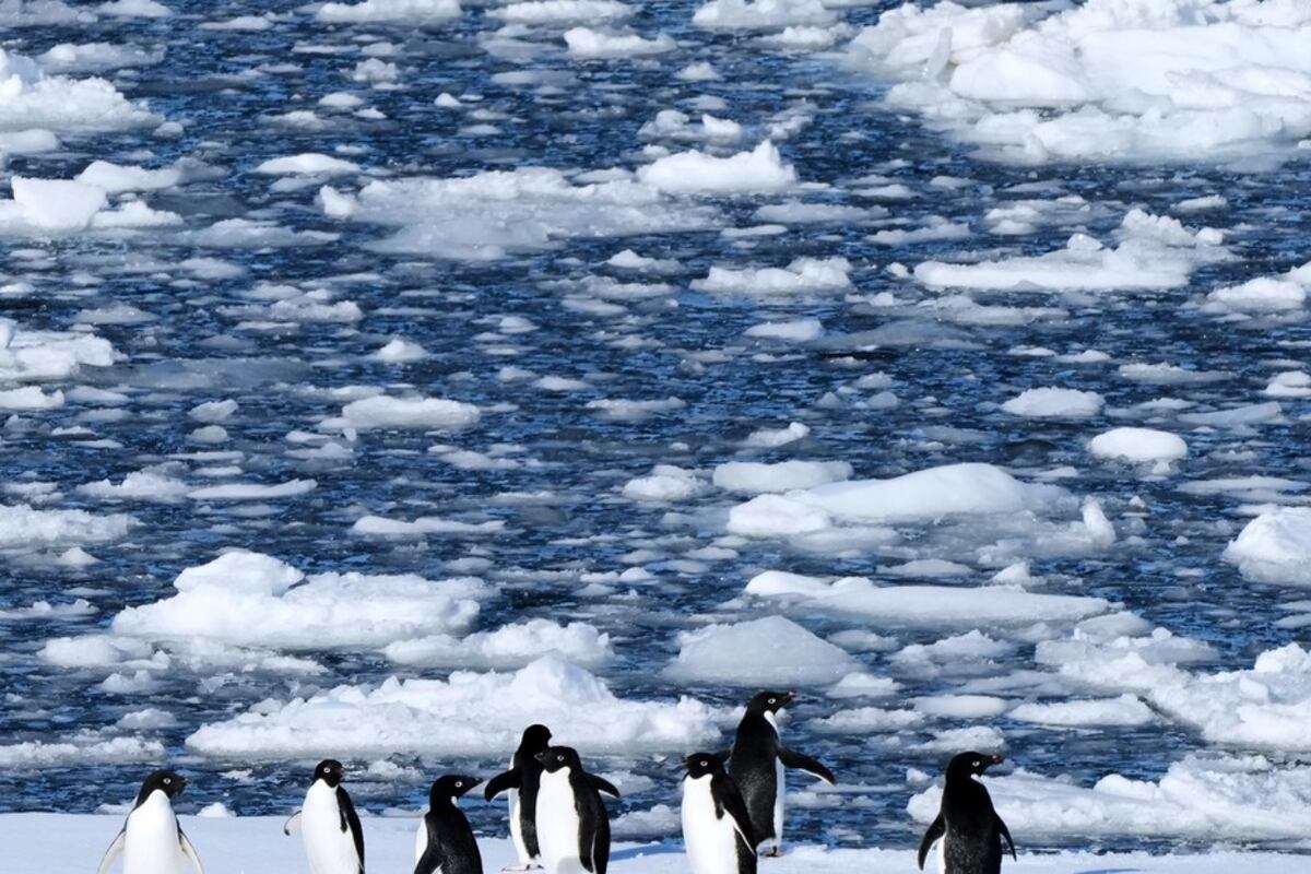 Gripe Aviar en la Antártida: científicos advierten que el virus H5N1 ya se expandió por 900 km de costa. Foto AP/Mark Baker
