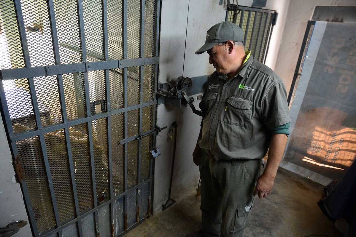 Luis, el cuidador de Tango, el león del exzoológico que está en un avanzado cuadro oncológico. (Nicolás Bravo / La Voz)
