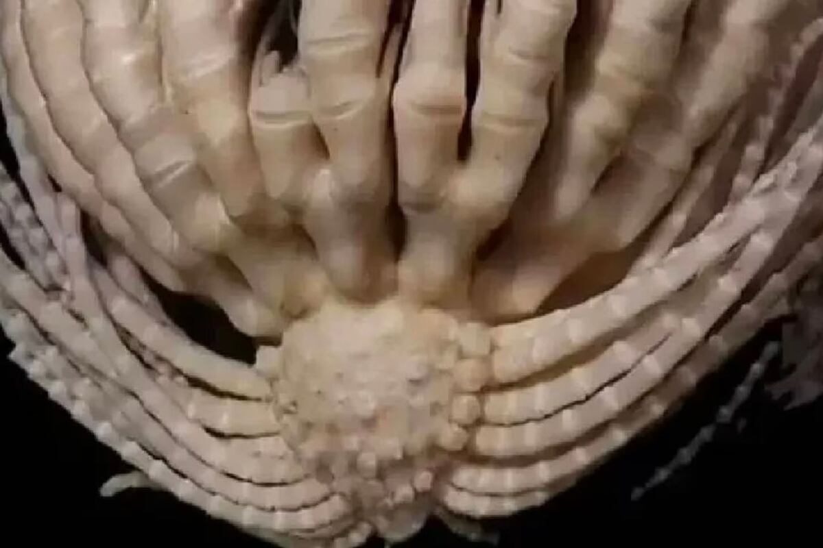 Científicos estadounidenses descubrieron una singular especie submarina nunca antes vista