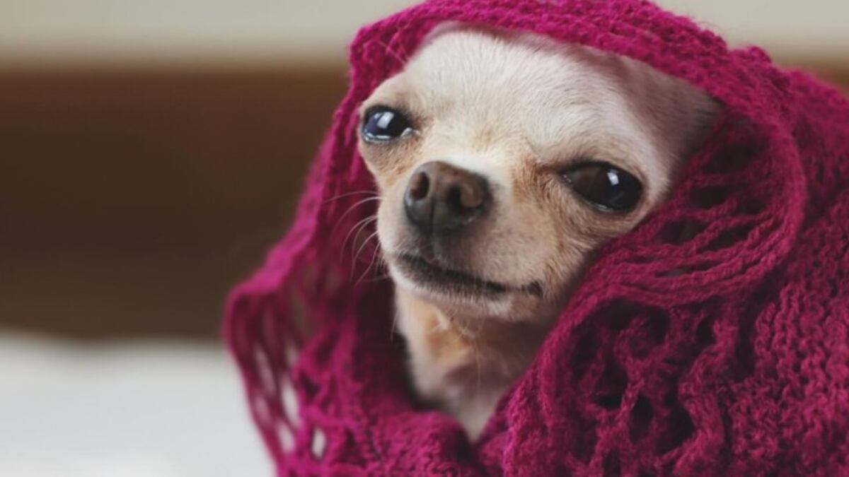 Cómo evitar que tu perro pase frío.