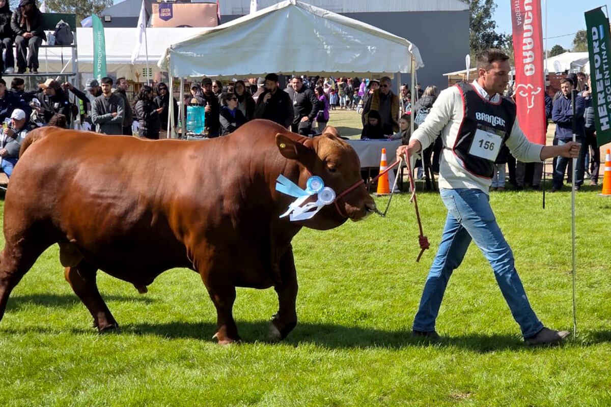 GENÉTICA. Pablo Orodá, genetista de El Porvenir, pasea un reproductor durante la jura de la raza Brangus en la Expo Rural de Jesús María 2025. (La Voz)