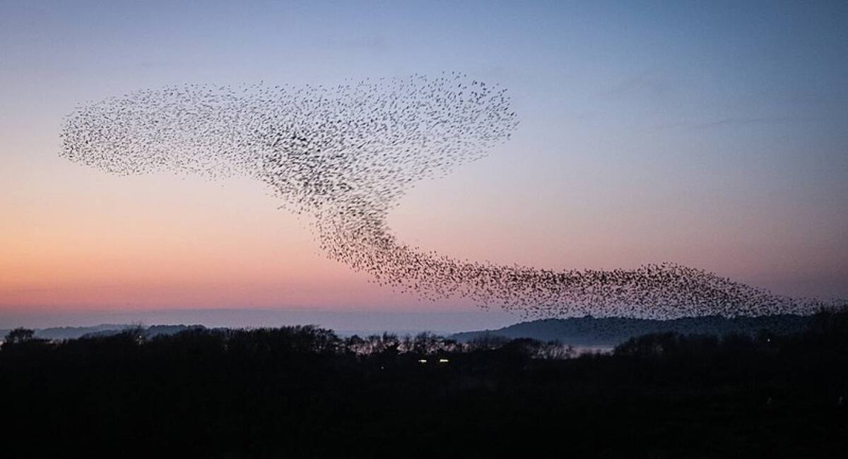 Bandadas. Los estorninos forma enormes bandadas que parecen danzar en el cielo.