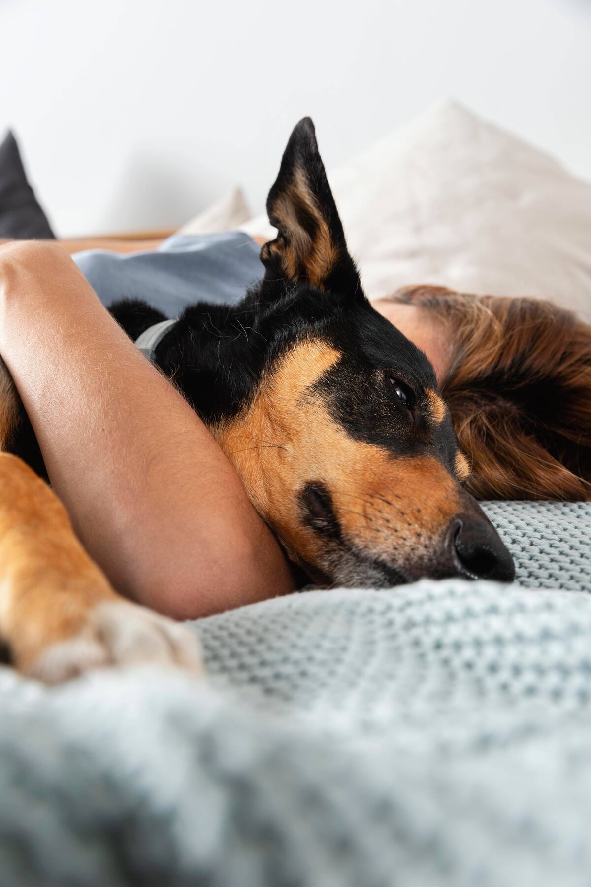 Dormir con la mascota en la misma cama es una costumbre habitual en muchos hogares, pero también una fuente de dudas para quienes se preguntan si realmente es una buena idea. (Freepik)