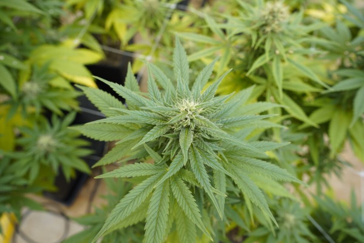 Cannabis medicinal Inta
