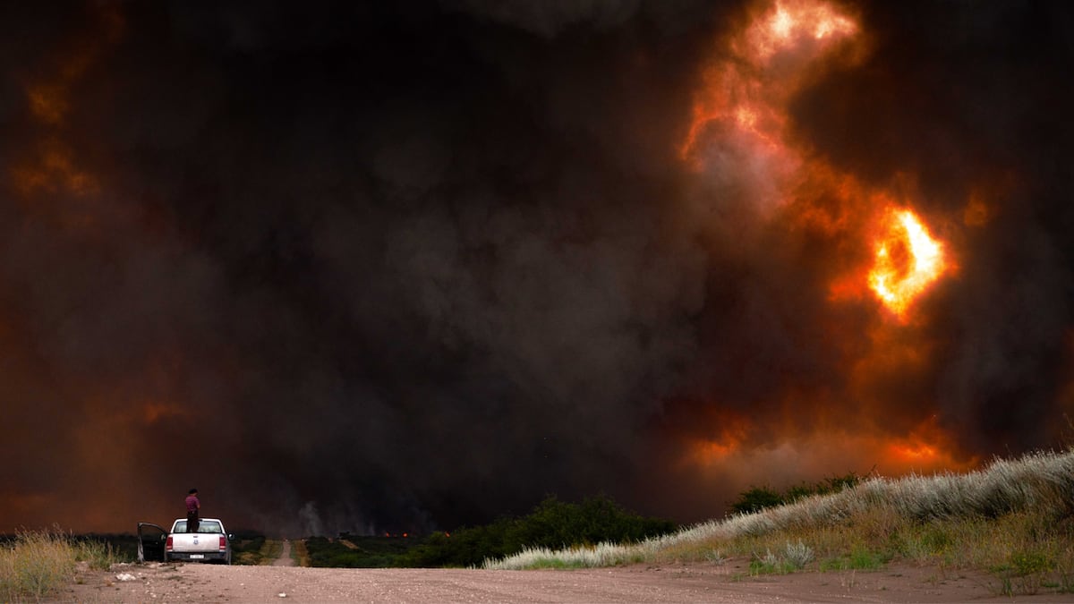 Incendios en el sur pampeano: Animales y campos quemados. (Gentileza)