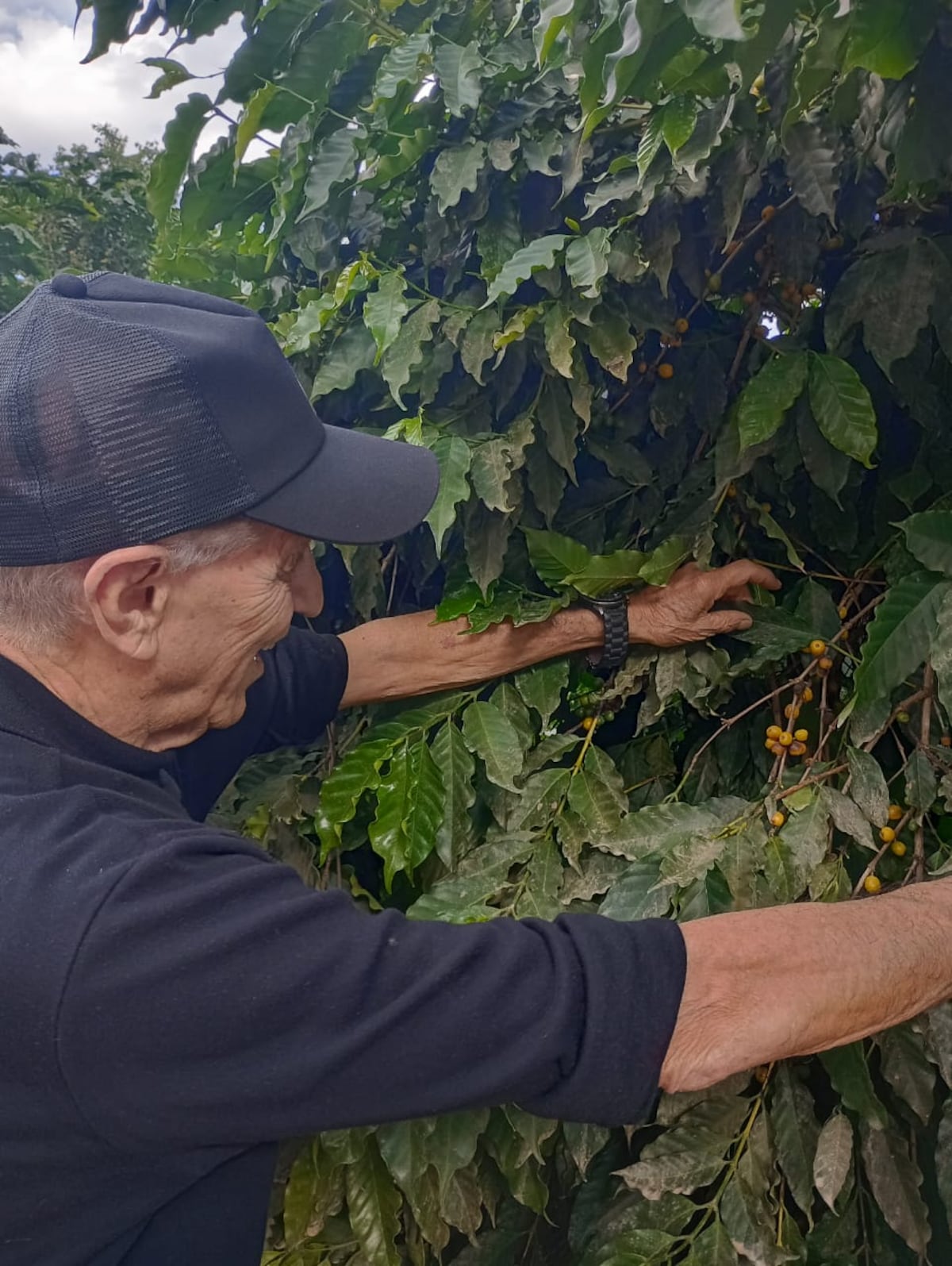 Francisco tiene 85 y sigue firme, trabajando. Traen café de Brasil, de Colombia, de Bolivia y de Perú. En café de especialidad tenemos distintos orígenes.