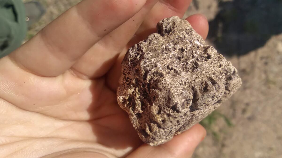 La pieza del caparazón de un gliptodonte, tal como fue hallada en Jesús María