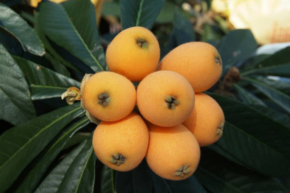 Las hojas del níspero, además de acompañar a esta fruta tropical, guardan beneficios milenarios que aún se usan en infusiones caseras. (Pixabay)
