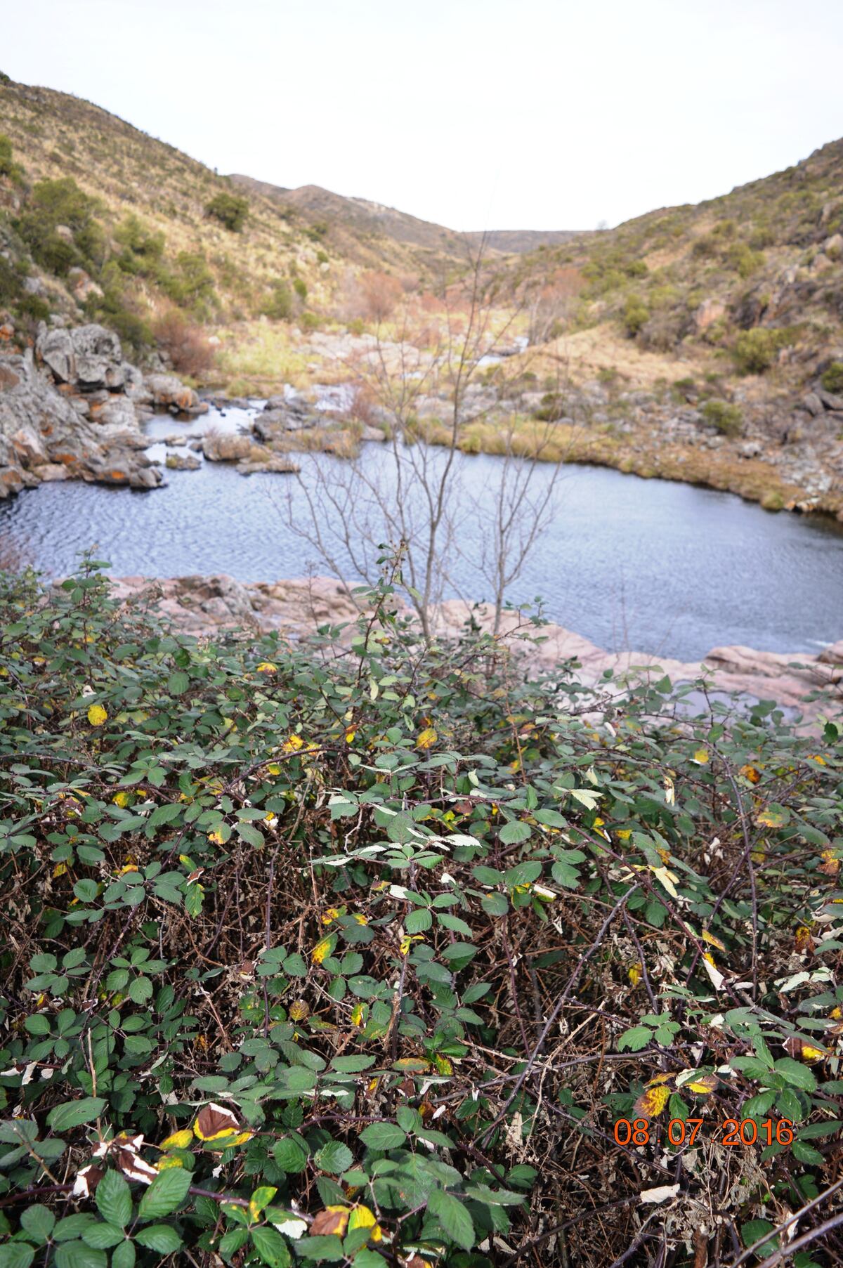 Zarzamoras. Una especie muy invasora en las Sierras. La imagen es en la zona de Pampa de Olaen, en Punilla. Se expandió sin control por todos los valles serranos. (La Voz)