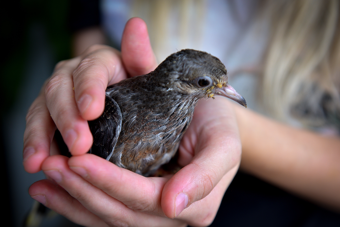 Celeste Mur, rescatista de palomas en la ciudad de Córdoba, es una joven de 24 años que creó una página de Instagram para informar sobre el cuidado de las aves . (José Gabriel Hernández / La Voz / La Voz)
