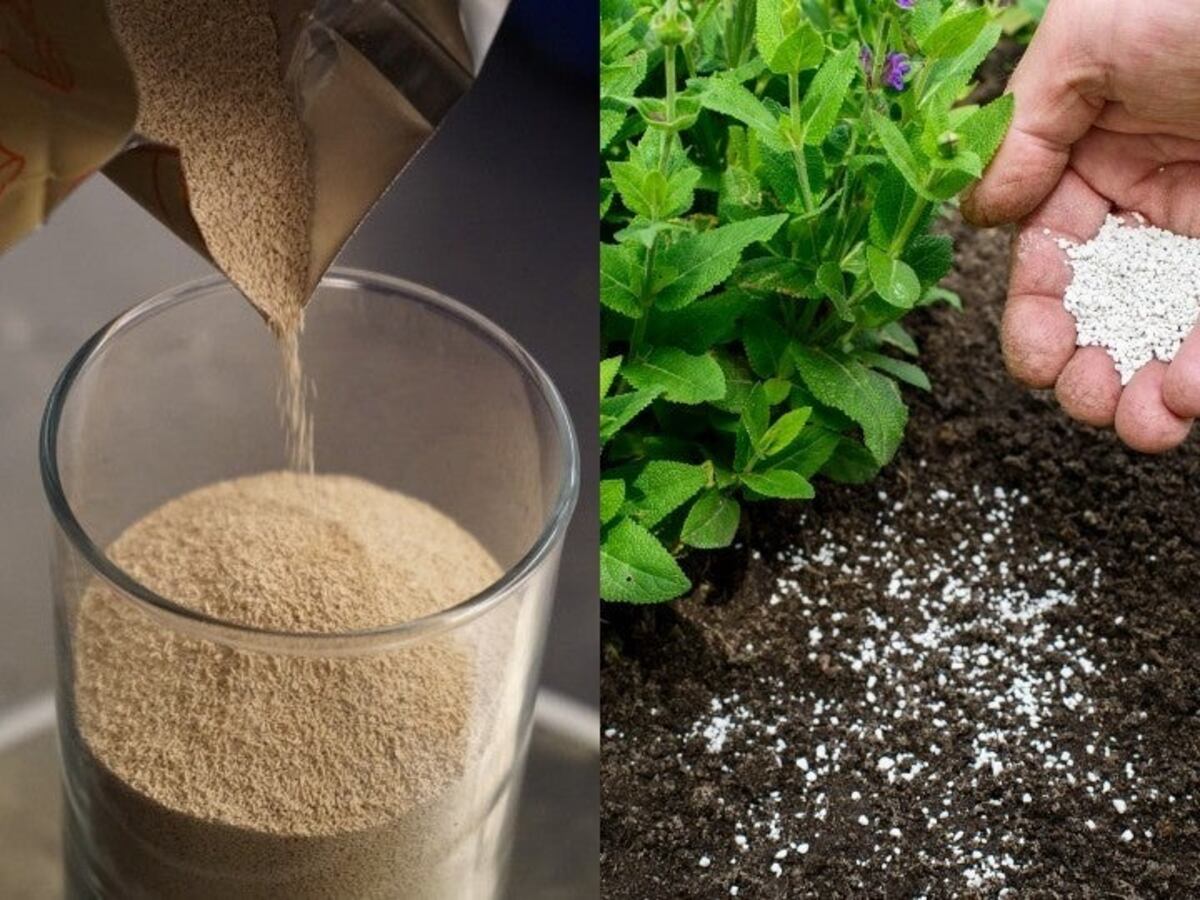 Cómo usar levadura para fortalecer raíces y mejorar el sustrato de tus plantas
