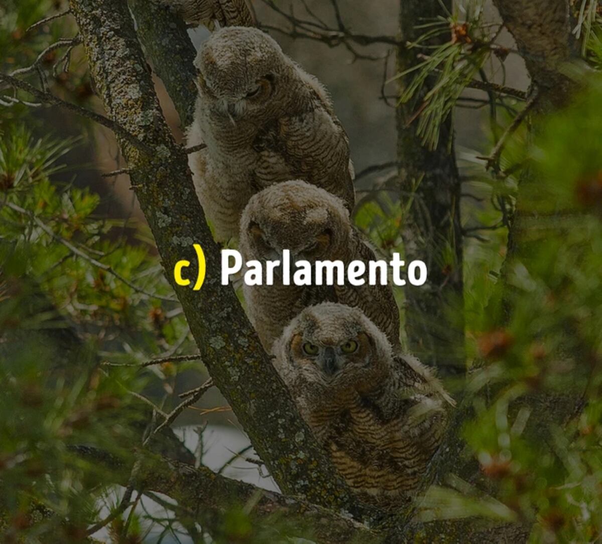 La solución del acertijo.