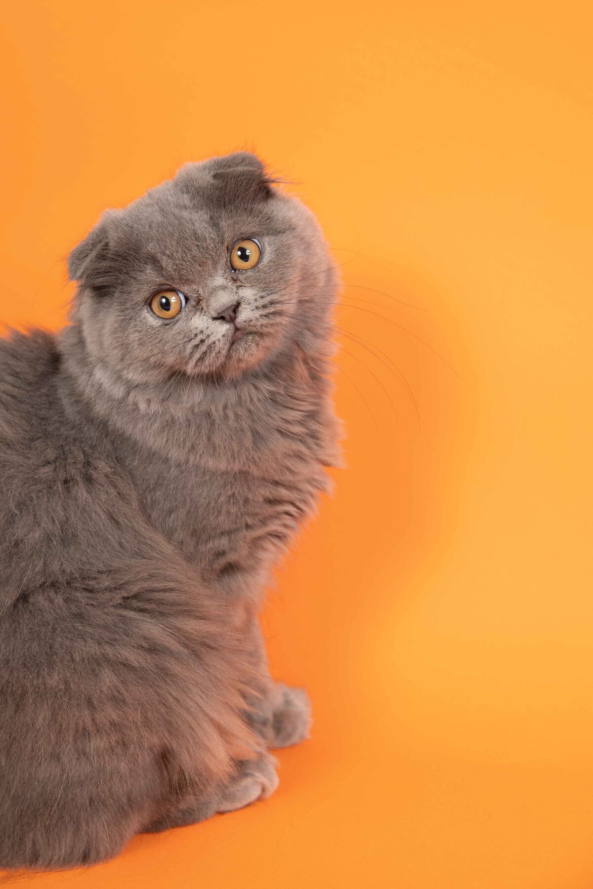 Gato fold escocés. La elección de un gato suele basarse en factores como el pelaje, el temperamento o la apariencia. (Freepik)