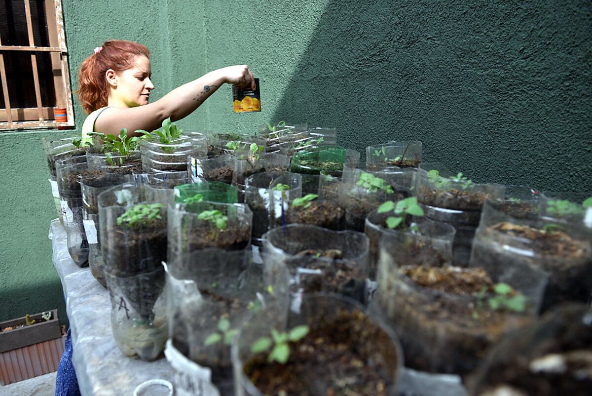 Aceptaron ser el primero de los viveros urbanos que produce especies para abastecer espacios verdes. (Facundo Luque)