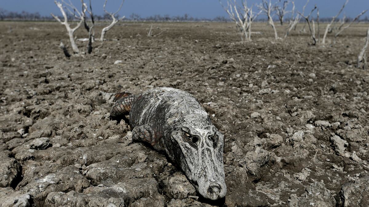 The carcass of a yacare caiman lies in the dried-up river bed of the Pilcomayo river in Boqueron, Paraguay, August 14, 2016. REUTERS/Jorge Adorno SEARCH "BOQUERON DROUGHT" FOR THIS STORY. SEARCH "WIDER IMAGE" FOR ALL STORIES. TPX IMAGES OF THE DAY