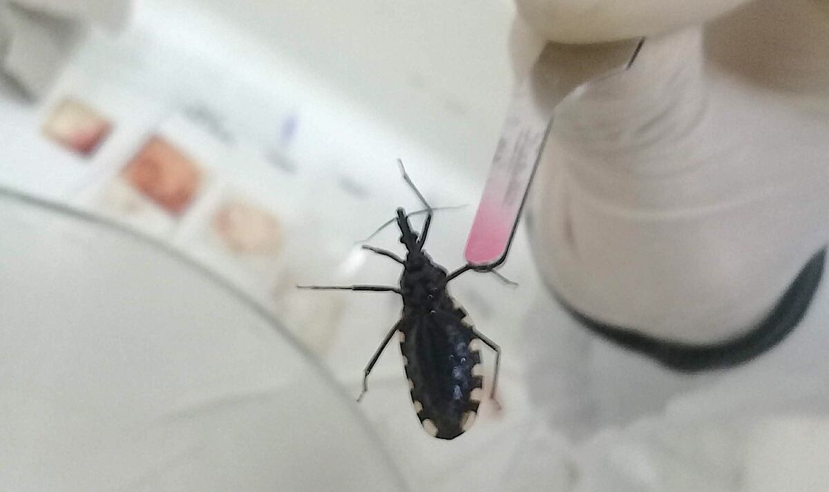 Los casos persisten por transmisión vertical (Los Andes)