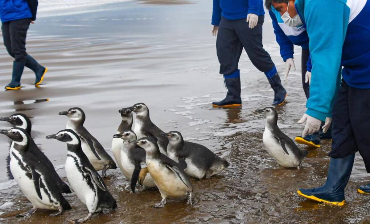 Rescataron y devolvieron al mar a 11 pingüinos en la zona de San Clemente del Tuyú. (Fotos gentileza Fundación Mundo Marino)