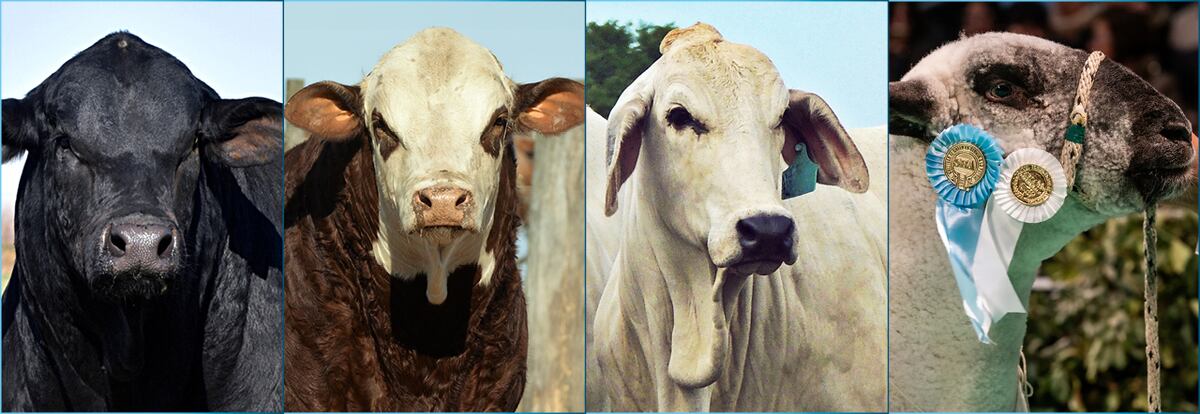 GANADERÍAS. La Nacionales Braford, Brangus, Brahman y Hampshire Down, todas en Corrientes. (Expoagro)