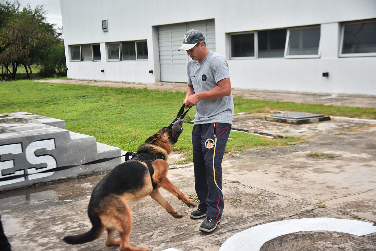 Comportamiento de perros de gran porte y ataque
División Canes de la Policía de Córdoba
Foto: (Pedro Castillo / La Voz)