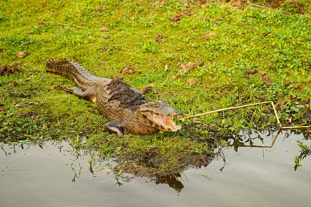 Una visita al portal Laguna Iberá, en los increíbles Esteros del Iberá de Corrientes. (Foto: Daniel Santos)
