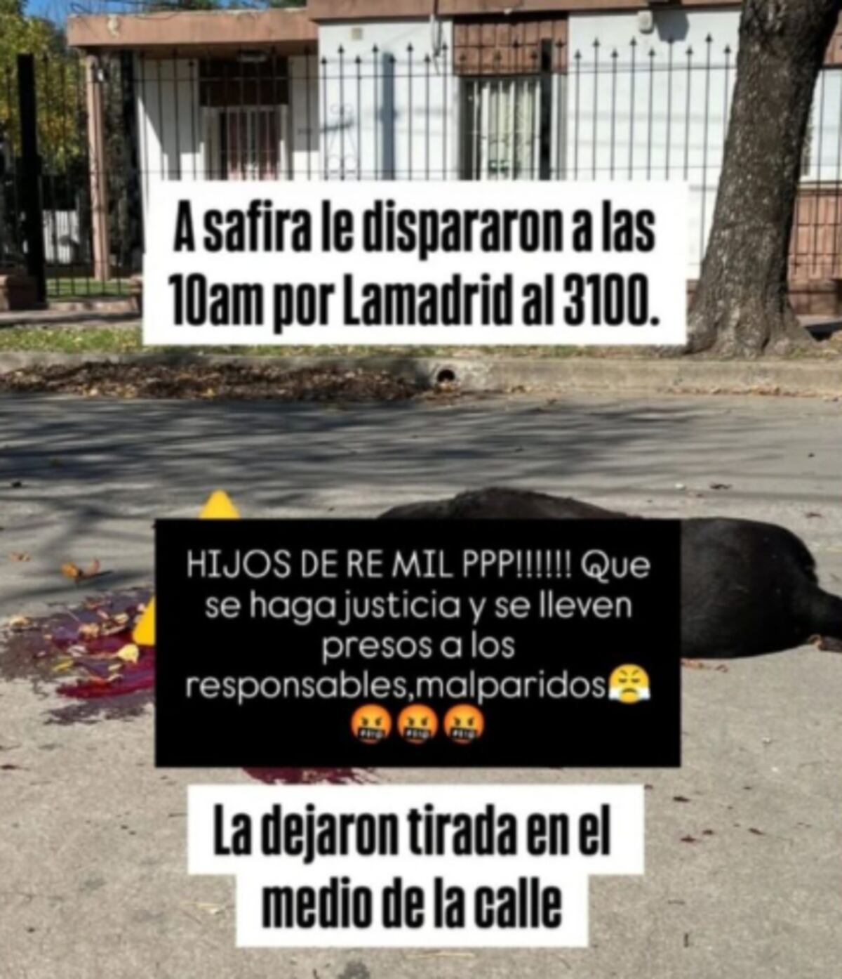 Investigan la muerte de una perra en San Francisco.