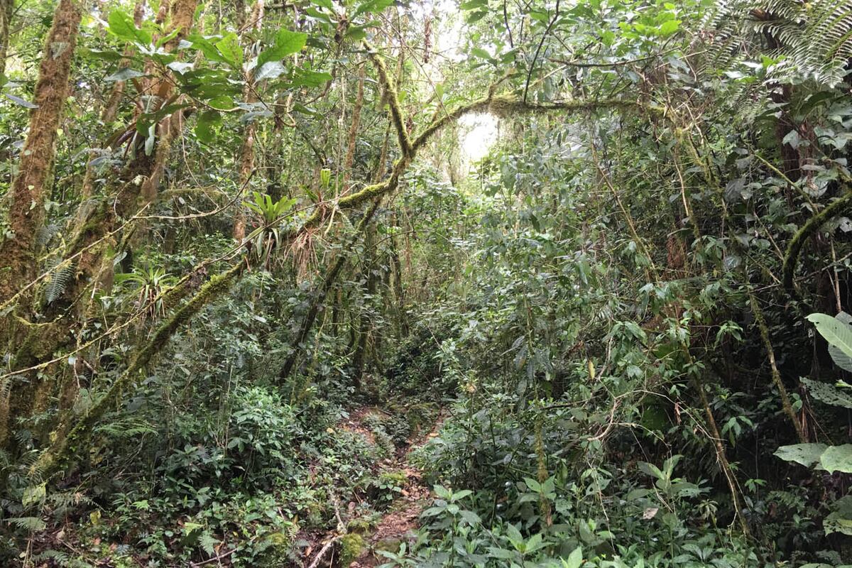 La nuboselva, un ambiente único de biodiversidad.