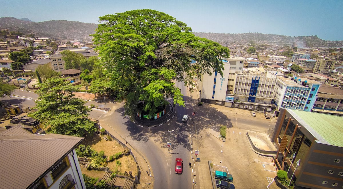 Árbol en Sierra Leone, en 2015. (AP/Michael Duff/Archivo)