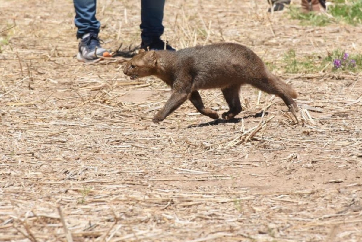 Liberación. La Policía Ambiental procedió a liberar a animales que estaban en cautiverio ilegal. (Gobierno de Córdoba)