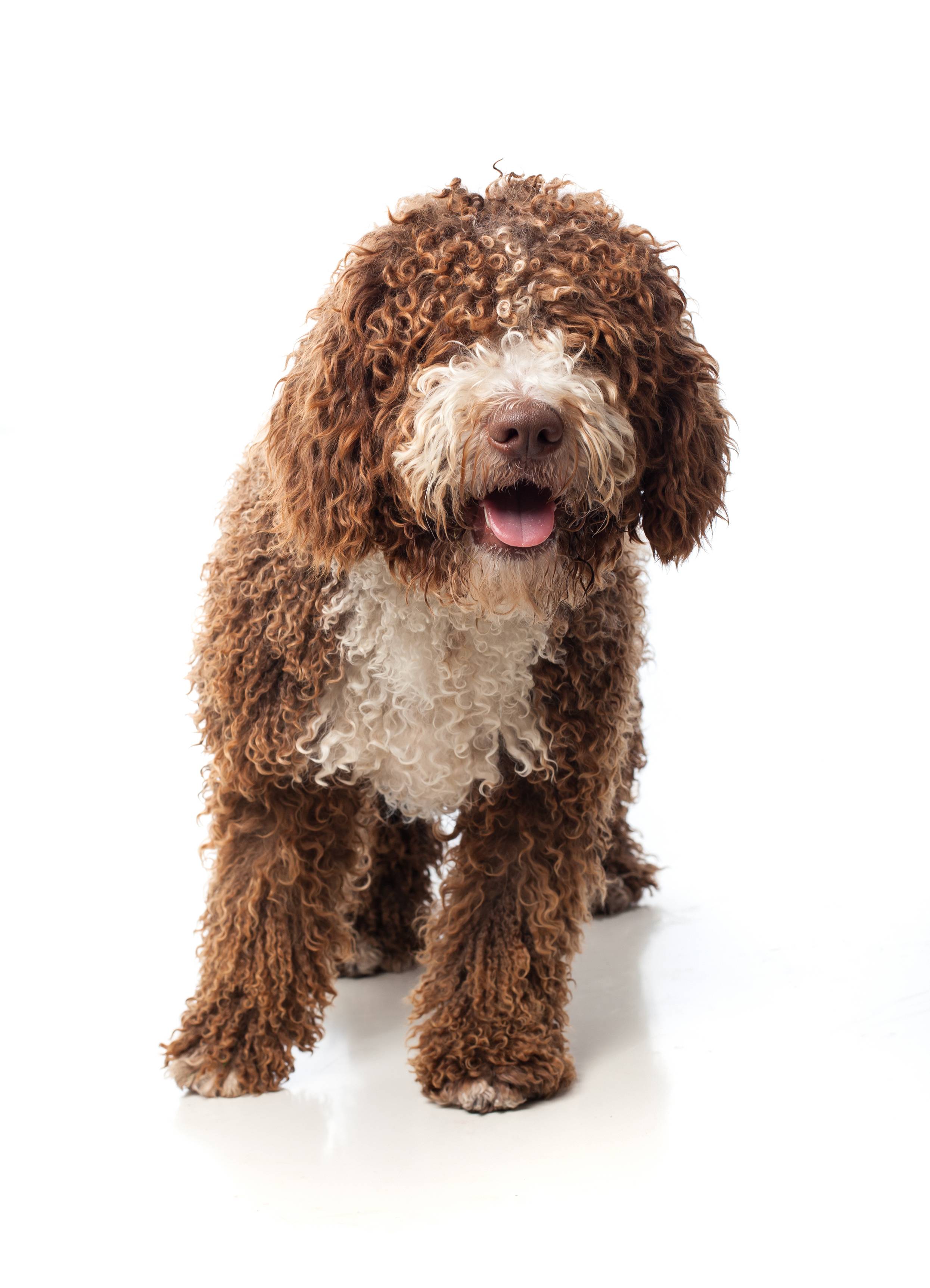 Tres hábitos científicamente probados para aumentar la longevidad de tu perro (Freepik)