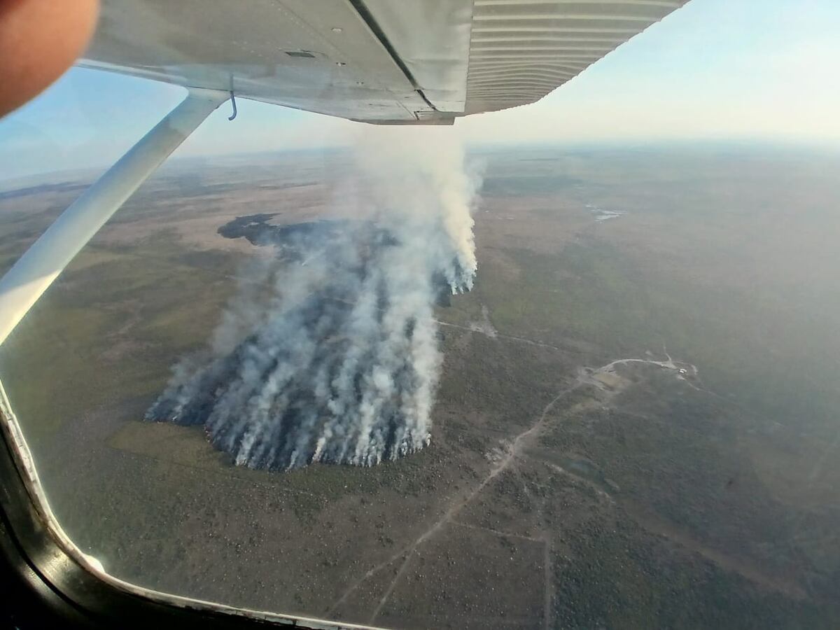 El incendio avanzó sobre un bosque de pinos en la zona serrana de Calamuchita. (Ministerio de Seguridad).