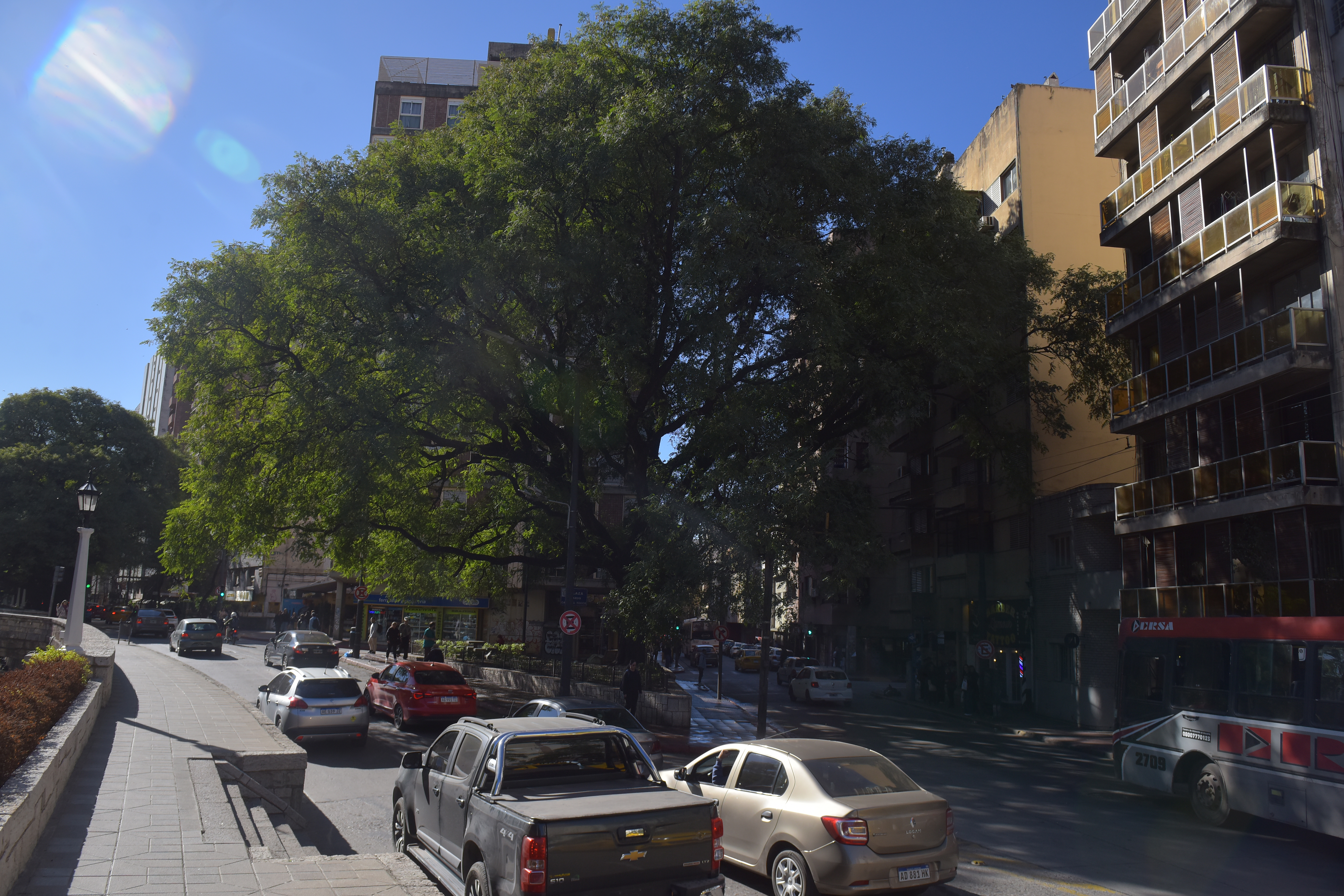 Tucumán y Cañada. Árboles que se conservaron con el avance de plazas y obras. (José Gabriel Hernández / La Voz)