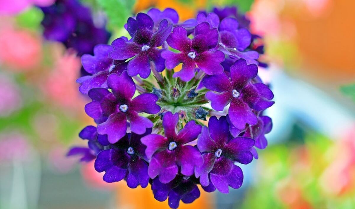 Tres plantas ideales para sembrar en noviembre y lograr un jardín vibrante en pleno verano