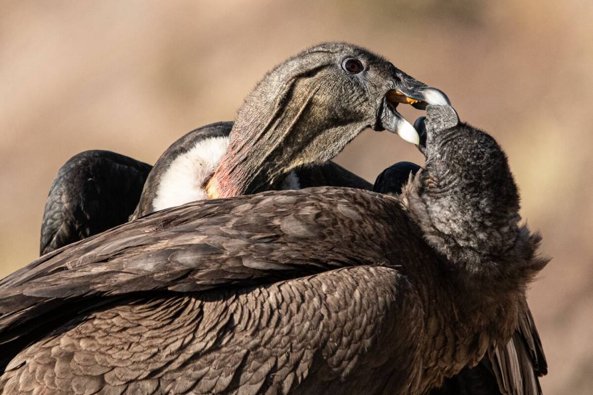 Cóndores de Pampa de Achala (Foto, gentileza de Guillermo Galliano)