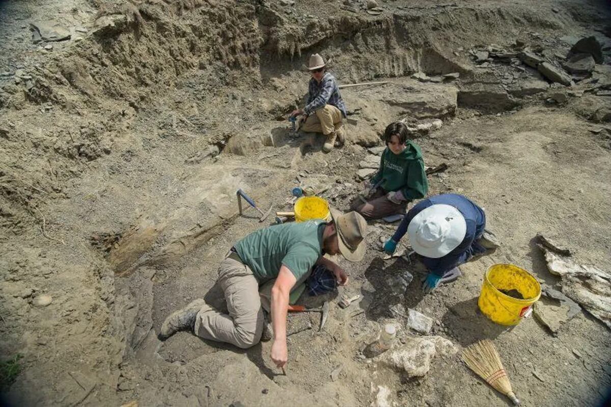 Un recorrido por los huesos que se están desenterrando en Pipestone Creek. (Kevin Church/BBC News)