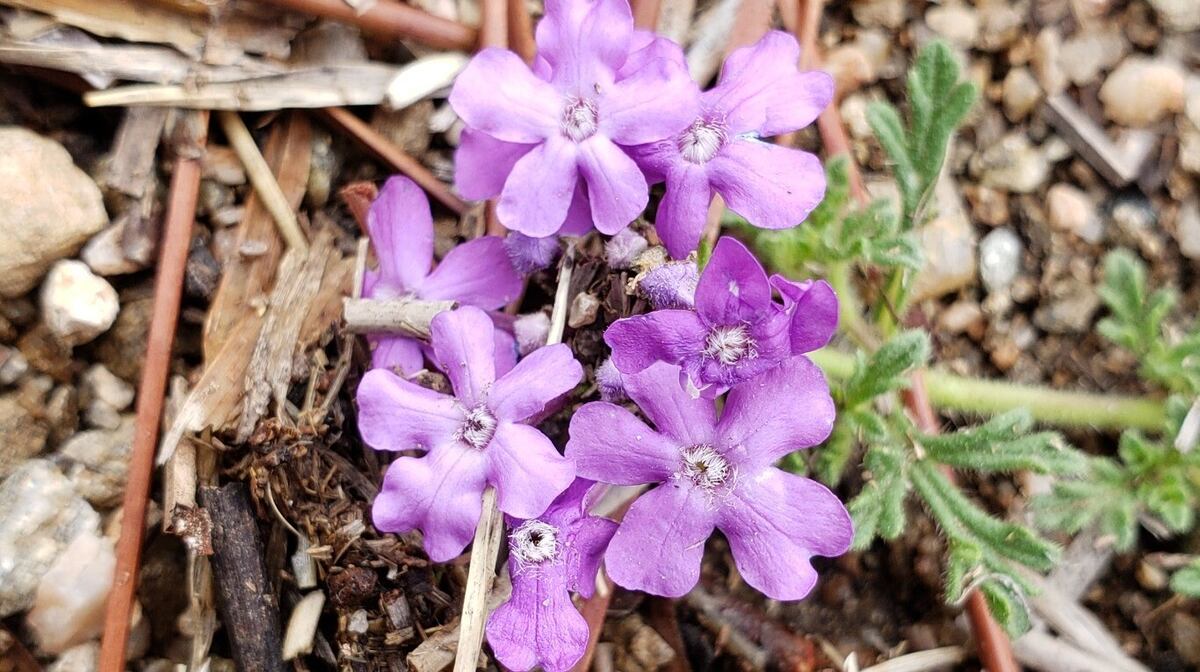 Recortes de naturaleza en Los Vallecitos. (Foto: Florencia Vigilante)