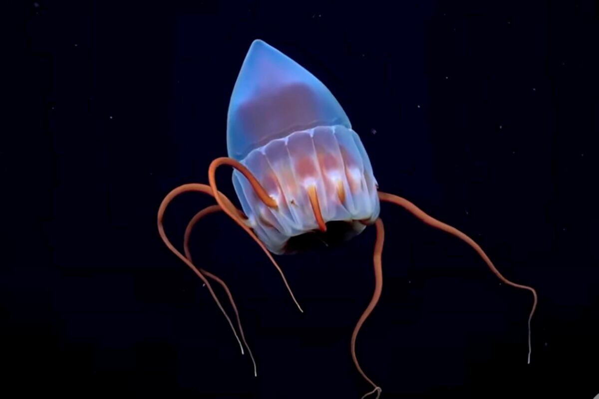 Imágenes de la expedición del CONICET en las profundidades del cañón Mar del Plata. (Schmidt Ocean Institute)